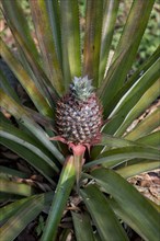 Pineapple (Ananas comosus)
