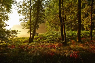 Forest clearing in the early morning light