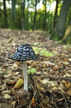 Magpie Inkcap or Magpie Fungus (Coprinus picaceus) growing in a beech forest