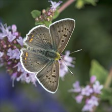 Sooty Copper (Lycaena tityrus)