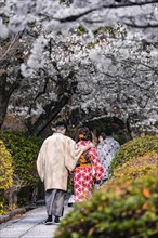 Japanese couple with kimono in a park during the cherry blossom season