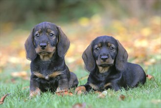 Wire-haired Dachshunds (Canis lupus familiaris) Puppies