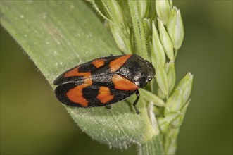 Black-and-red Froghopper (Cercopis vulnerata)