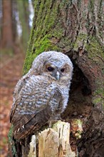 Young Tawny Owl or Brown Owl (Strix aluco) perched in front of a tree hollow