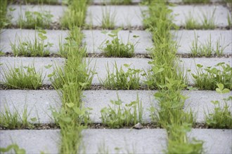 Eco-friendly paving of a parking lot with clover and grass