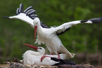 White storks (cinerea cinerea)