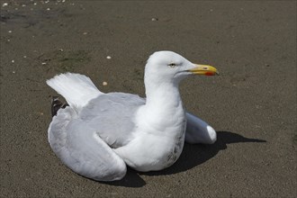 Herring Gull (Larus argentatus) acting apathetic and having coordination difficulties due to a thiamine deficiency