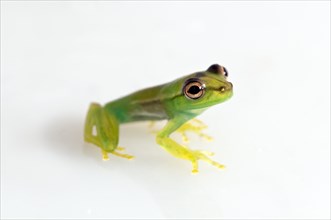 Young Orinoco Lime Tree Frog (Sphaenorhynchus lacteus)