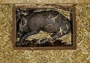 Black piglet sleeping in a feeding trough