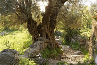 Old Olive Tree (Olea europaea) beside a path
