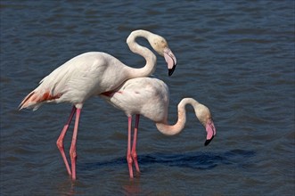 Greater Flamingos (Phoenicopterus roseus) wading in water