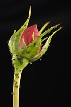 Colony of Large Rose Aphids (Macrosiphum rosae)