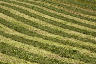 Mowed hay field with a striped pattern
