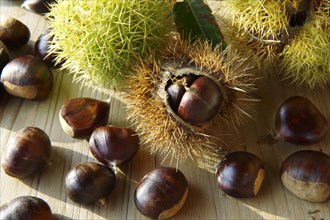 Organic chestnuts (Castanea sativa)
