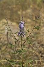 Chaste Tree or Monk's Pepper (Vitex agnus-castus)