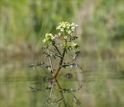 Flowering Watercress (Nasturtium officinale) in water Upper Bavaria