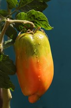 San Marzano tomatoes (Pomodoro San Marzano dell'Agro Sarnese Nocerino DOP)