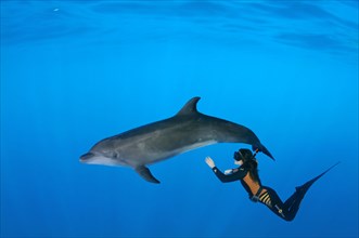 Freediver and Bottlenose dolphin (Tursiops truncatus)
