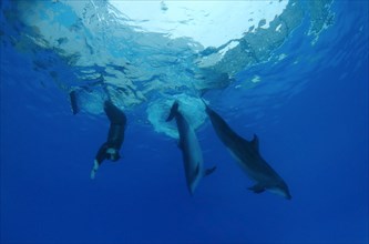 Freediver and Bottlenose dolphins (Tursiops truncatus)