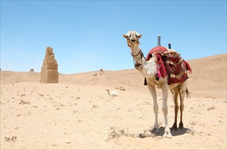 Camel (Camelus dromedarius) near Tower tomb