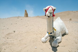 Young white camel (Camelus dromedarius) lying in the sand near Tower tomb