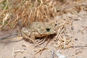 European green toad (Bufo viridis or Pseudepidalea virdis)