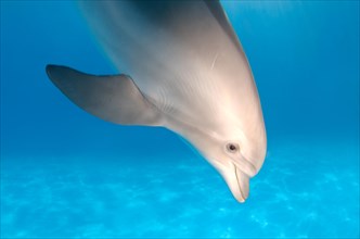 Bottlenose Dolphin (Tursiops truncatus)