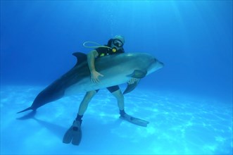 Scuba diver hugging a Bottlenose Dolphin (Tursiops truncatus)