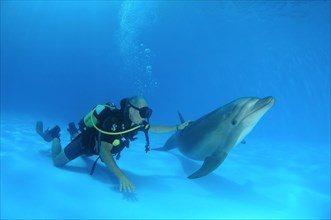 Scuba diver and a Bottlenose Dolphin (Tursiops truncatus)