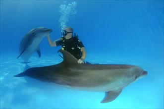 Scuba diver and Bottlenose Dolphins (Tursiops truncatus)