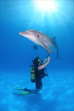 Scuba diver and a Bottlenose Dolphin (Tursiops truncatus)