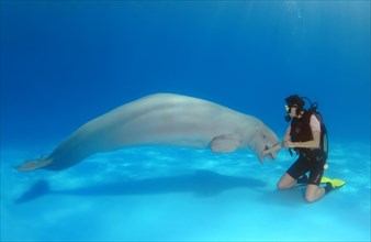 Scuba diver and Beluga or White Whale (Delphinapterus leucas)
