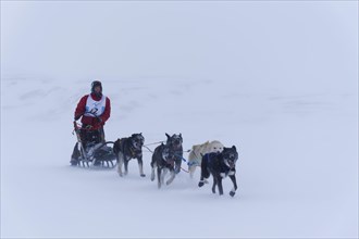 Dog team at Trappers Trail