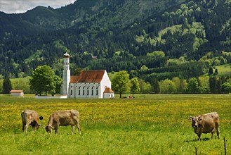 Church of St. Coloman and a spring meadow with grazing cows at front