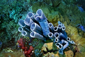 Blue-grey Tube Sponge (Haliclona fascigera)