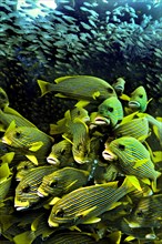 Ribboned Sweetlips (Plectorhinchus polytaenia) and a swarm of glass fish