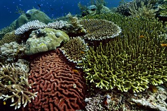 Various species of stony corals