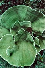 Small Polyp Stony Coral or Cabbage Coral (Montipora foliosa)