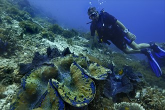 Giant Clam (Tridacna gigas) and a scuba diver