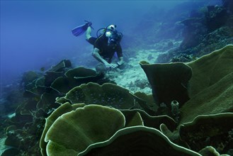 Velvet Corals (Montipora sp.) and a scuba diver