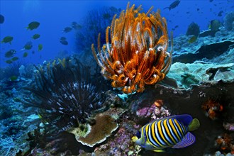 Royal Angelfish or Regal Angelfish (Pygoplites diacanthus) and Sea Lilies or Feather Stars (Crinoidea)