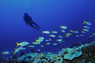 Yellow and Blueback Fusiliers (Caesio teres) with a scuba diver