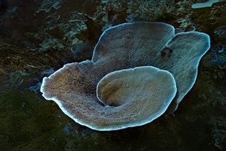 Velvet Coral (Montipora sp.)