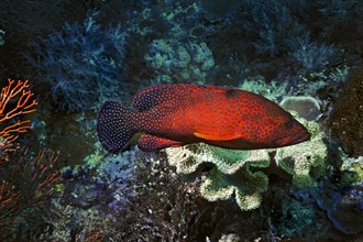 Coral Hind (Cephalopholis miniata)