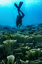 Velvet Coral (Montipora delicatula) and a scubadiver