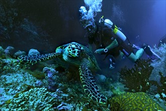 Green Sea Turtle (Chelonia mydas) with a scuba diver