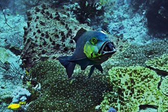 Humpnose Big-eye Bream or Bigeye Emperor (Monotaxis grandoculus) with a cleaner wrasse