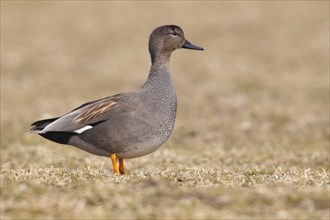 Gadwall (Anas strepera)