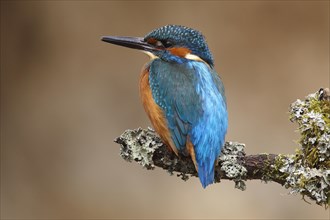 Kingfisher (Alcedo atthis)