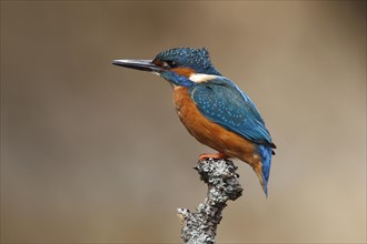 Kingfisher (Alcedo atthis)